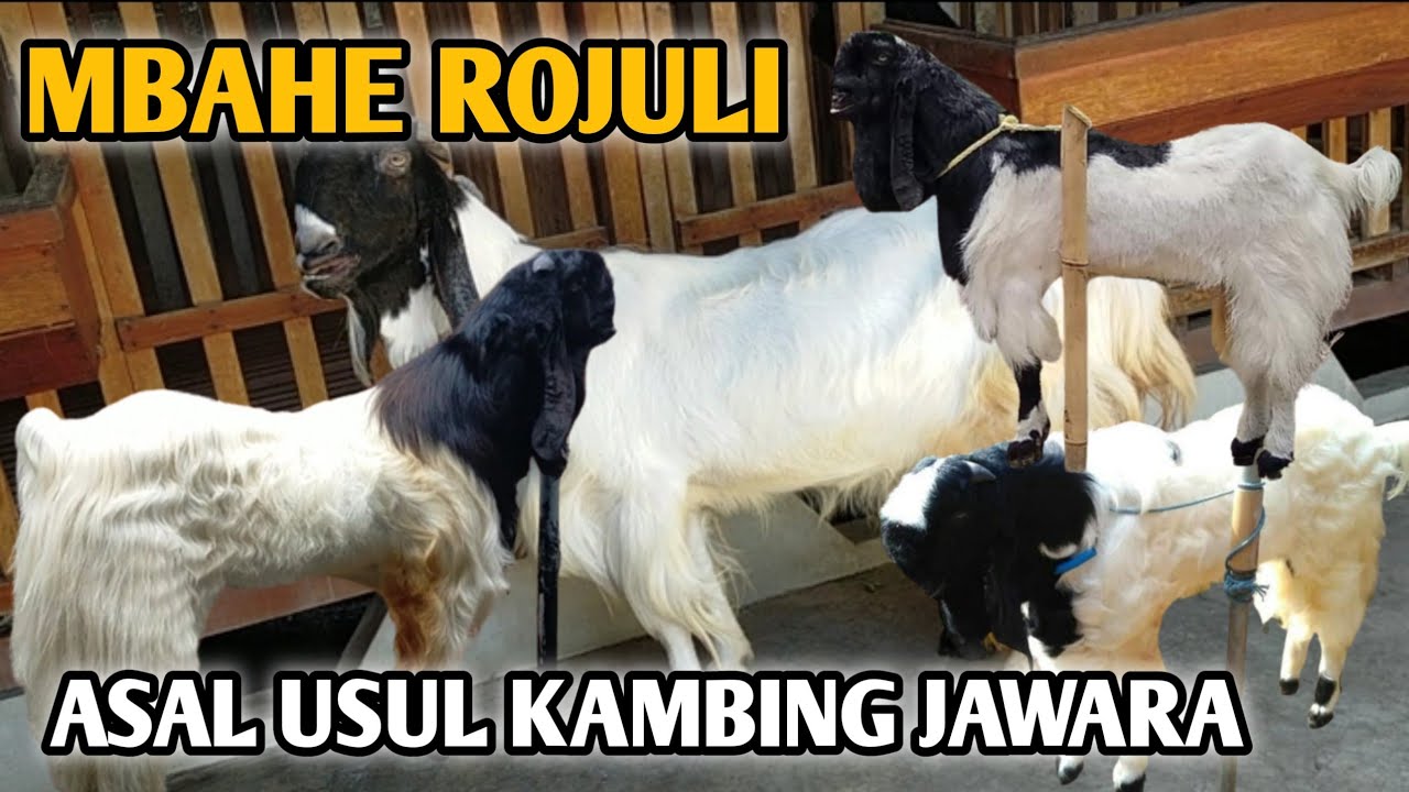 MBAHE ROJULI🔴Asal usul kambing jawara nasional ROJULI @HERI BREDEER Tulungagung
