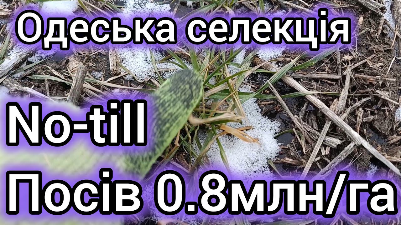 6.02.26.  No-till Посів 0.8 млн/га, оз.пшениця ''Покровська'' та ''Оранта'' Одеської селекції.