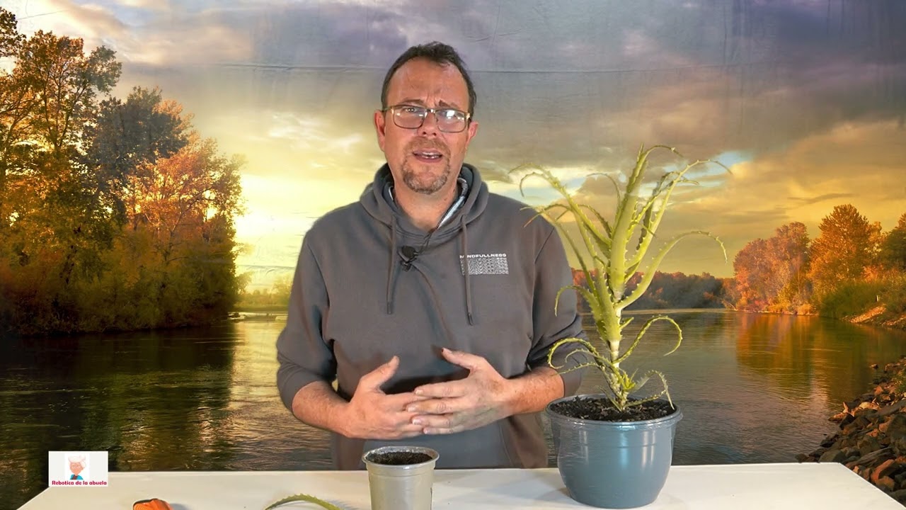 Aloe Arborescens: Una Maravilla Natural para la Salud💚