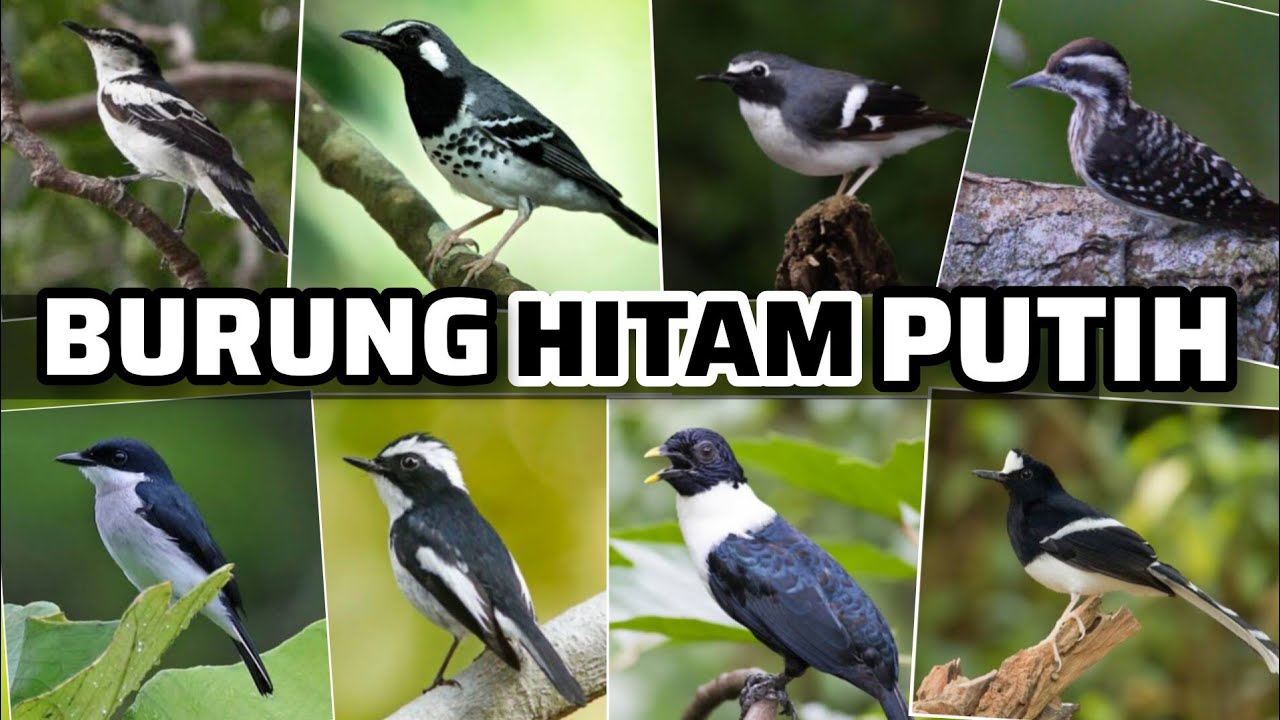 Burung warna hitam putih di Indonesia, burung kicau, 15 jenis burung hitam putih ‼️