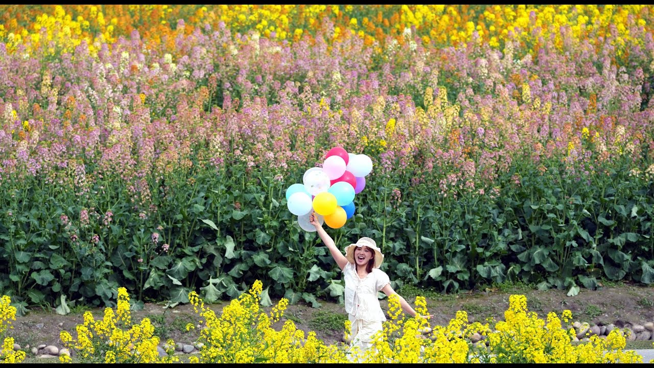 Live: Scientific innovation delivers rapeseed flowers to China's countryside
