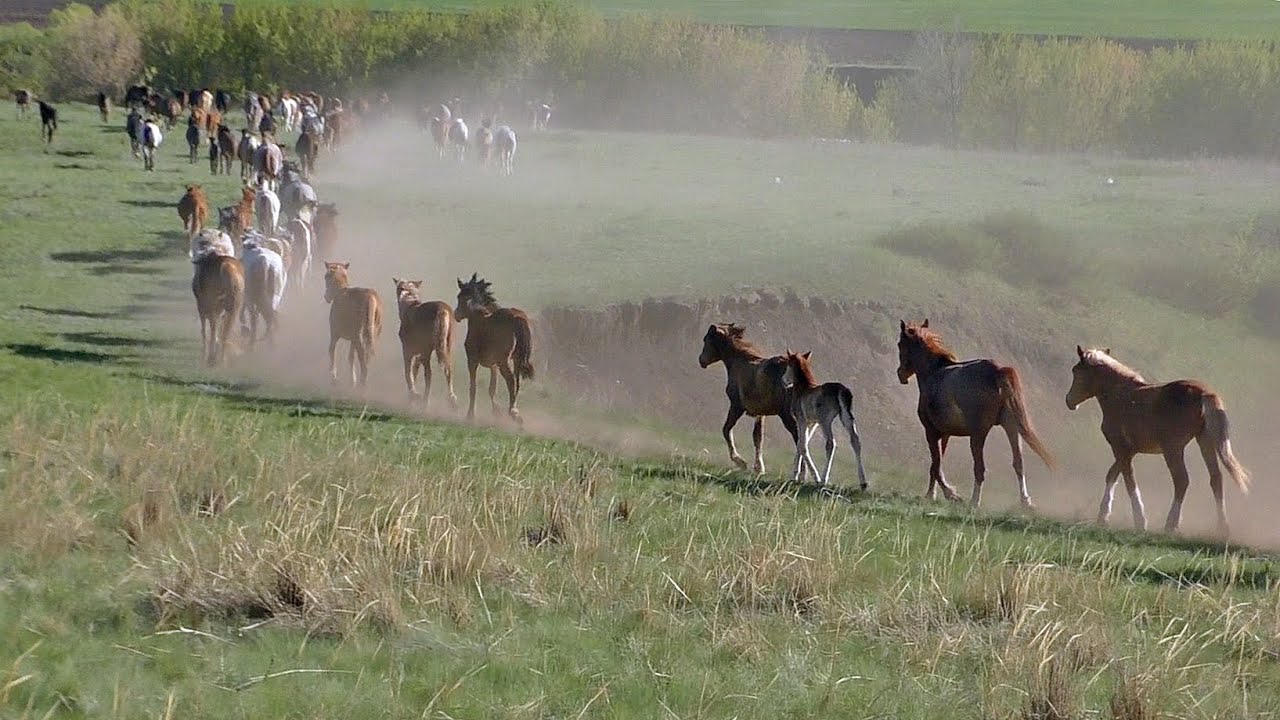 Майский табун на Каргалке.