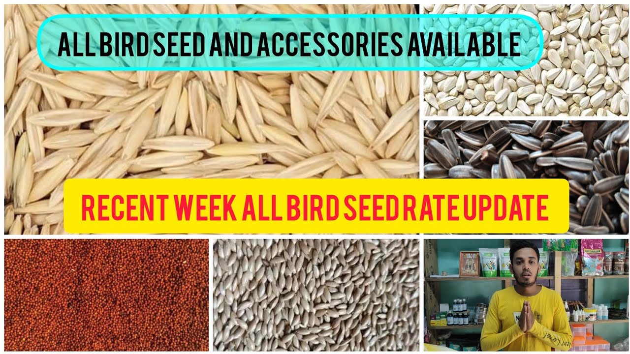 Recent week all types of bird seeds ।।  pigeon seeds rate update ।। Kolkata ।। Taherpur ।।