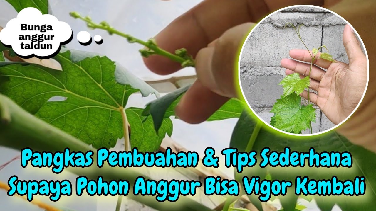 Tips pohon anggur supaya subur kembali dan pangkas pembuahan anggur taldun