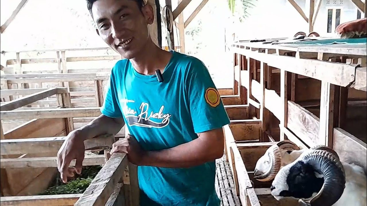 TIPS PEMULA BETERNAK DOGAR SUKSES DAN MENGUNTUNGKAN BANANA FARM // CIDAUN CIANJUR