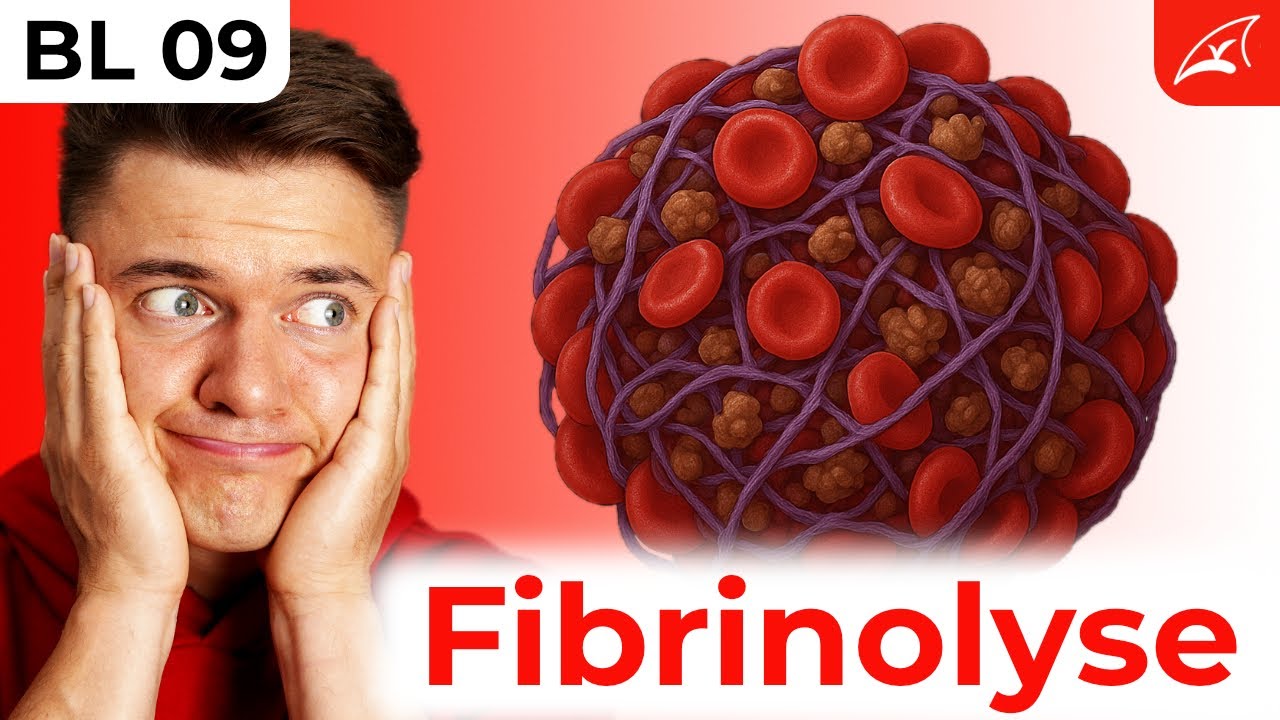 Fibrinolyse und Regulation der Hämostase - einfach erklärt! // Plasmin, AT III, Protein C & S ...