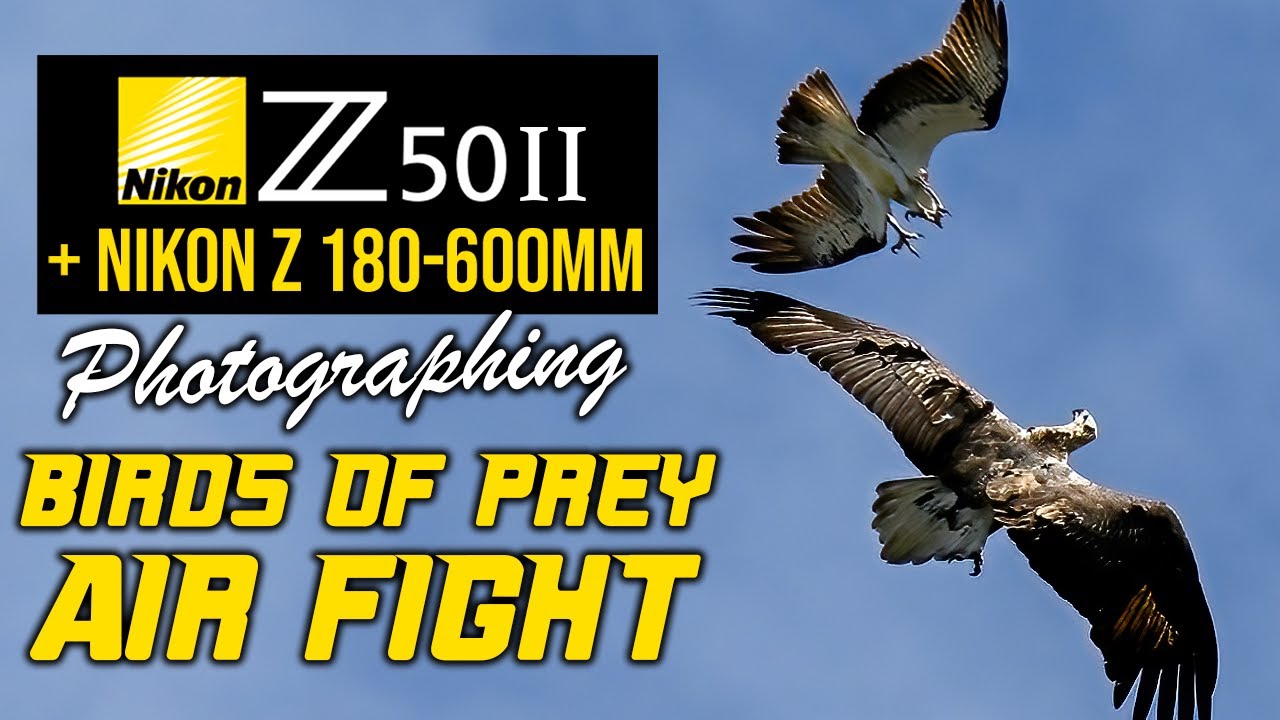 Nikon Z50II + Nikon 180-600mm&nbsp;| Birds Of Prey AIR FIGHT!