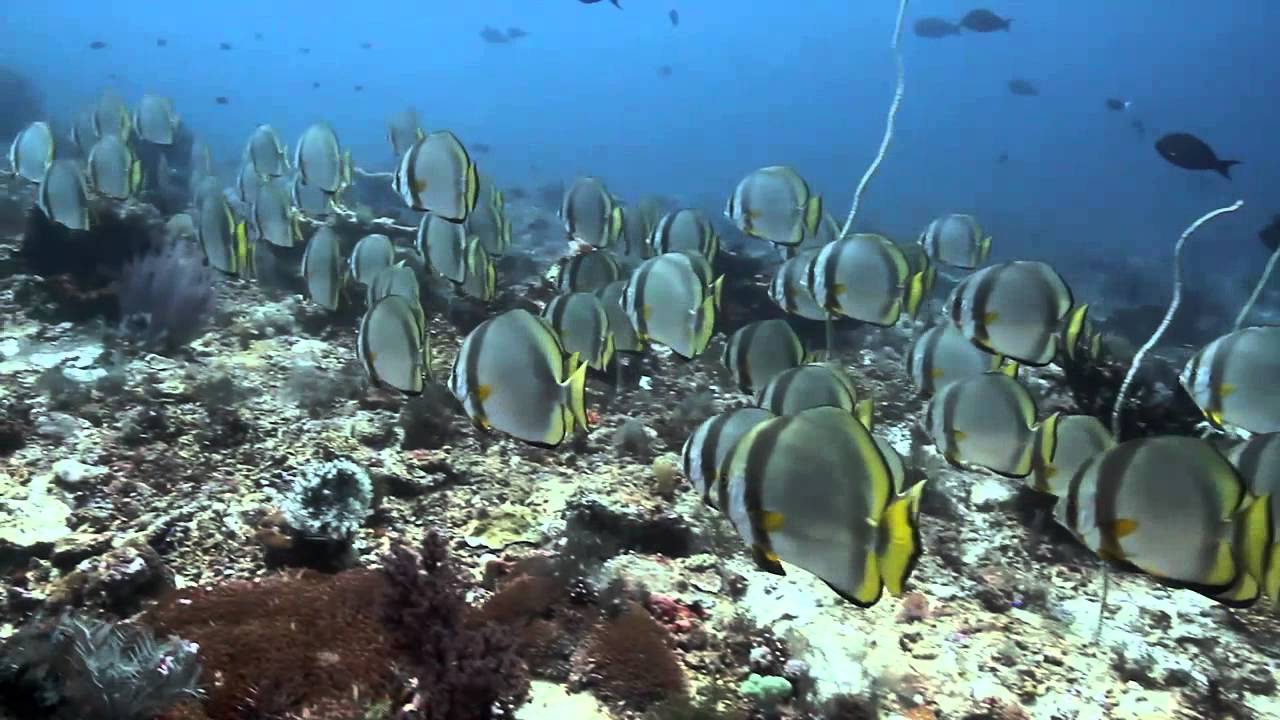 Diving in Komodo (Dolphin, shark and manta ray footage)