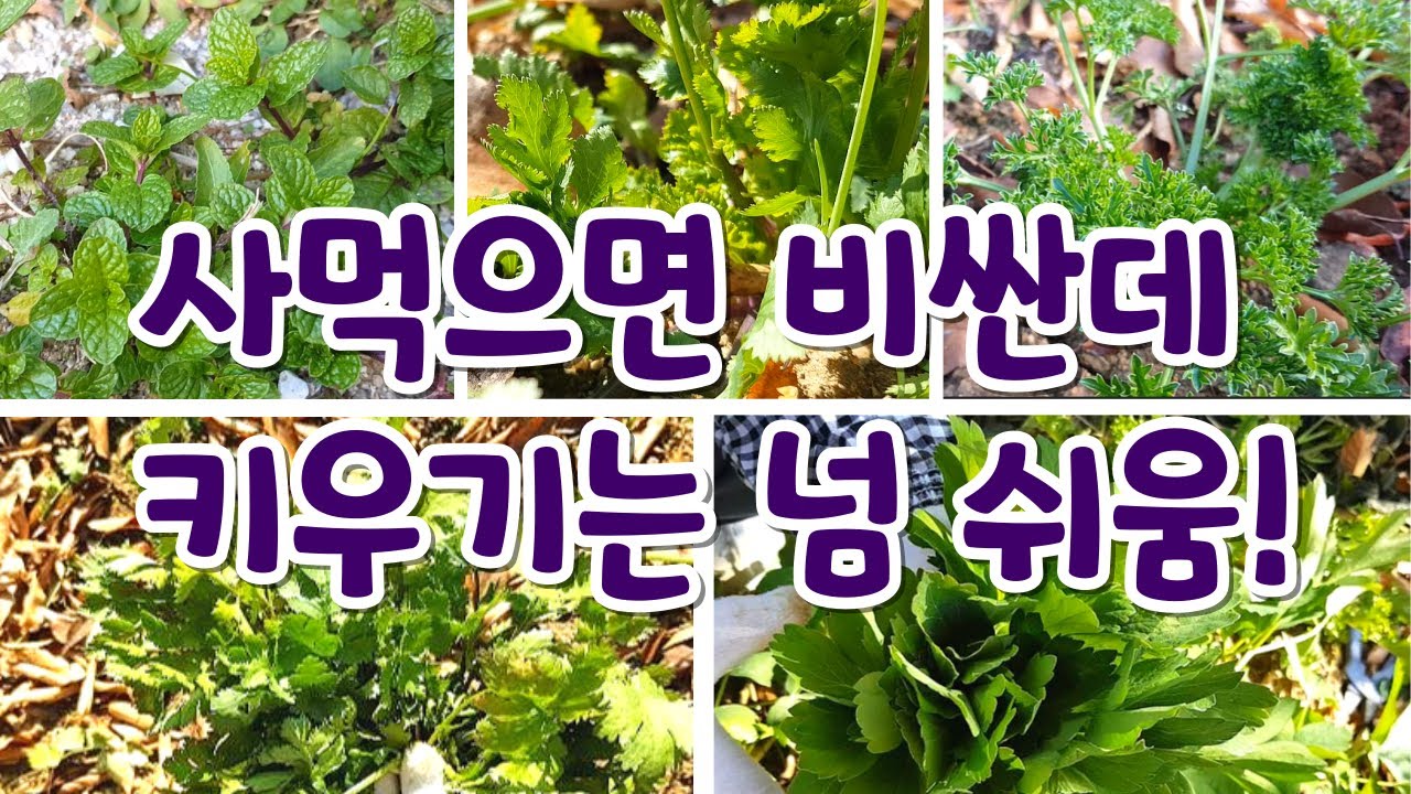 비싼 채소인데 키우기는 너무 쉽다! 가성비 작물 추천 5가지🍃 늦가을까지 수확가능한  허브.특수작물 5가지