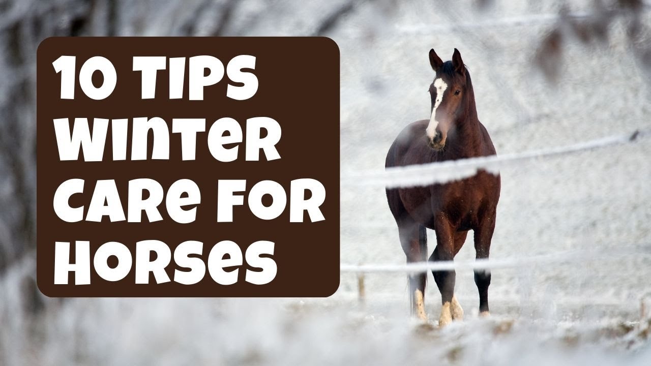 Winter Care for Horses Latest updated video 2023