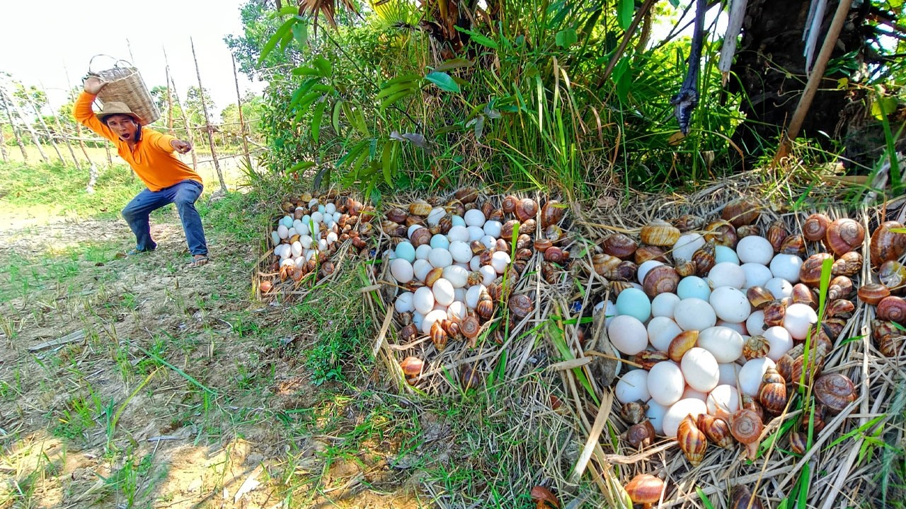 Wow wow! Pick lots of duck eggs near the water's edge, picking the best ones by hand
