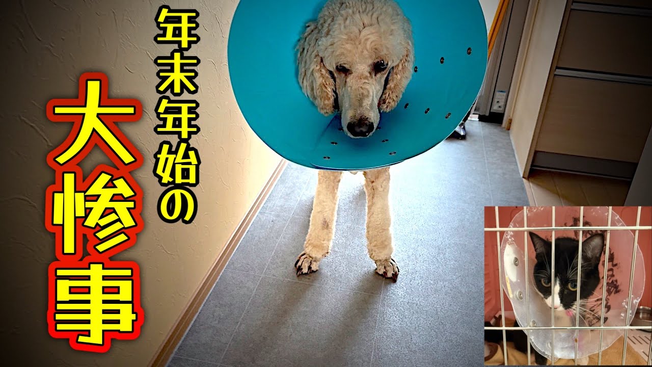【恐怖】夜中の動物病院で緊急手術【大晦日】