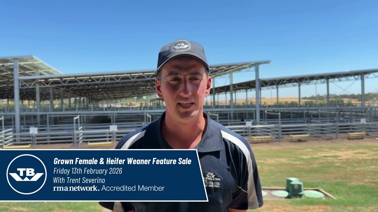 Ballarat Grown Female and Heifer Weaner Feature Sale 13/02/26