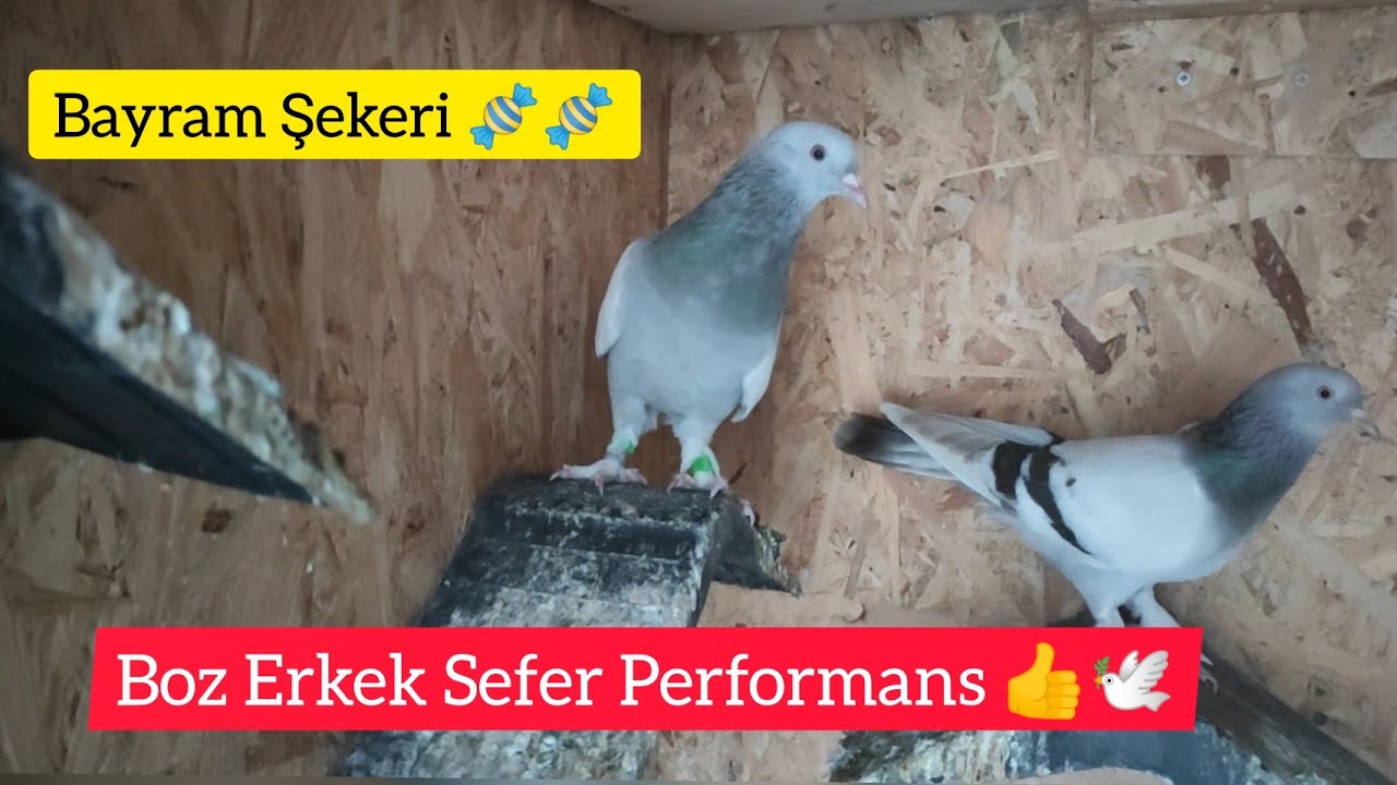 BOZ ERKEK YAVRU - Balkondan getirdiğimiz ilk boz yavru teke düştü- Taklacı seferli güvercin oyunkuşu