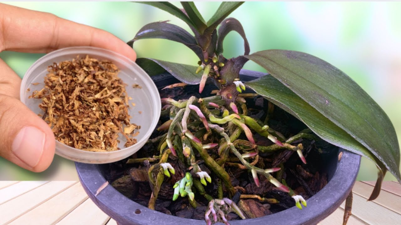 Sprinkle 1 spoon! Even weak orchids take root and bloom like crazy
