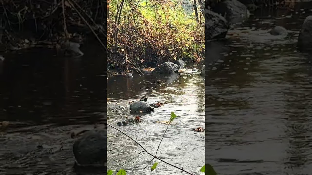 Loud Thunder and Soft Rain on Fall Colored Stream - Nature Break Series #38 