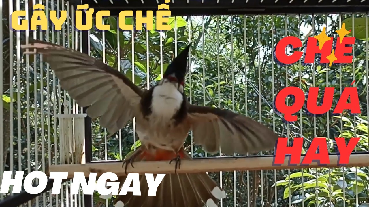 Kích Chào Mào Hót Đấu | Luyện Chào Mào Hót Sáng Kích Bổi Ra Giọng. Chào Mào Kích Trống Hót Căng Lửa