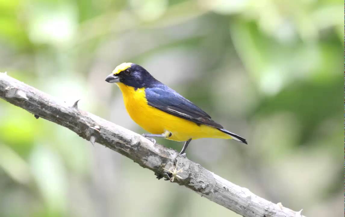 Eufonia Piquigruesa o Curruñatá Piquigordo Cantando Sonido para Llamar El Mejor