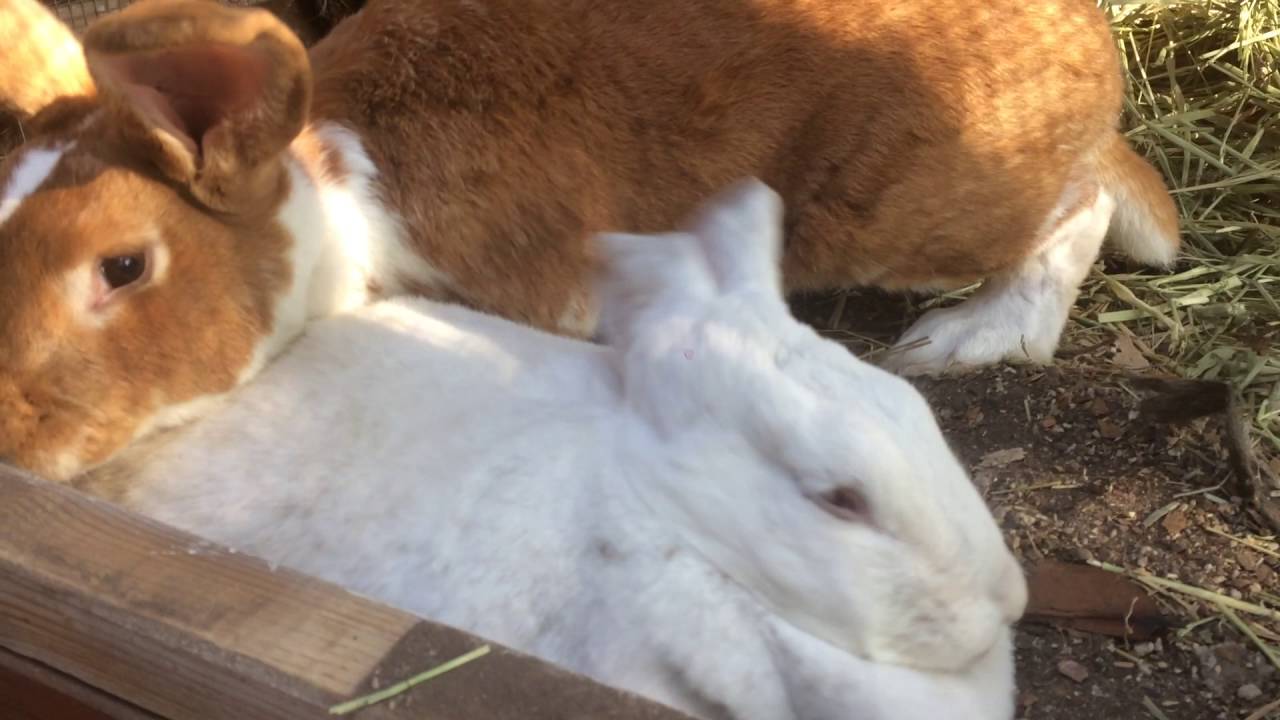 Housing a Rabbit Buck and Doe Together.