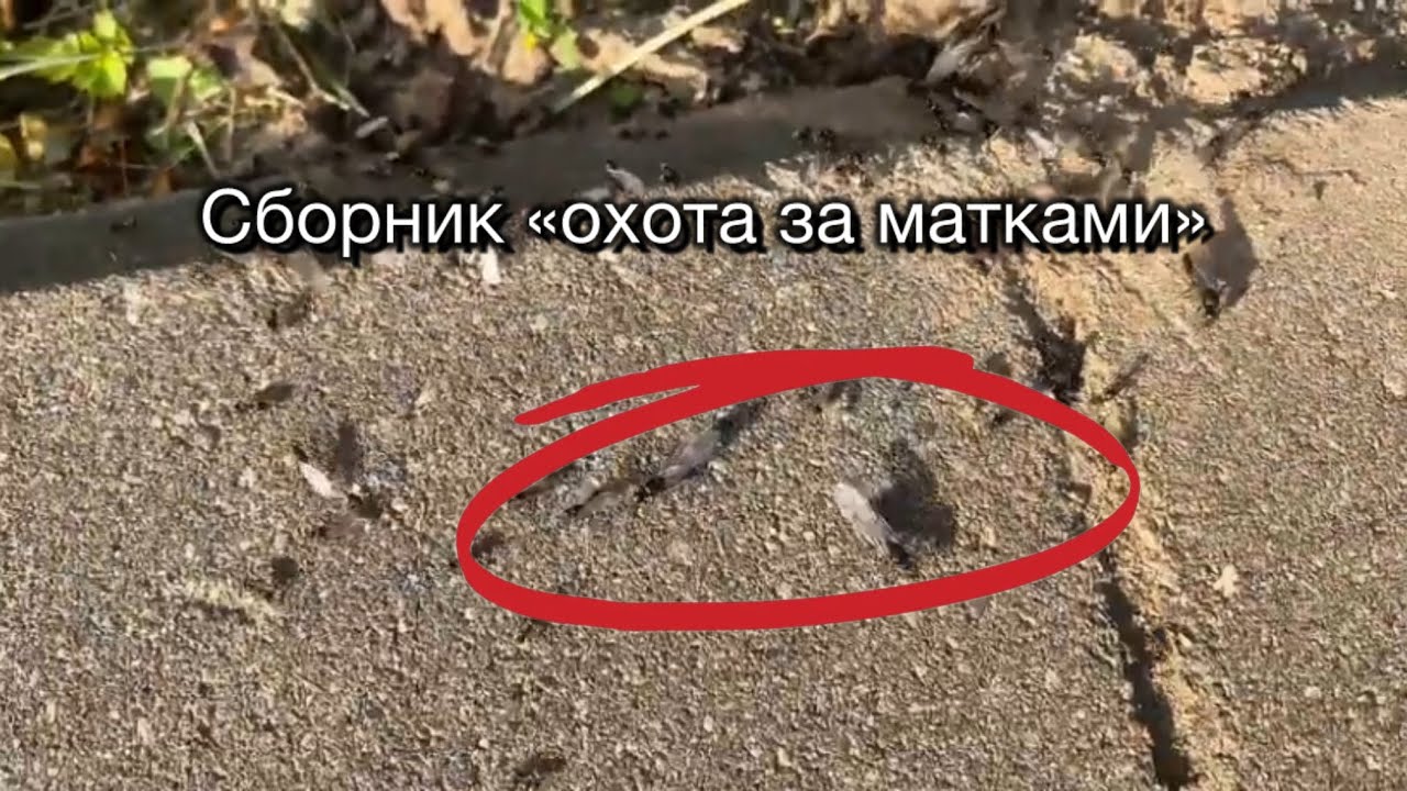 Сборник лета 2025 «охота за матками»