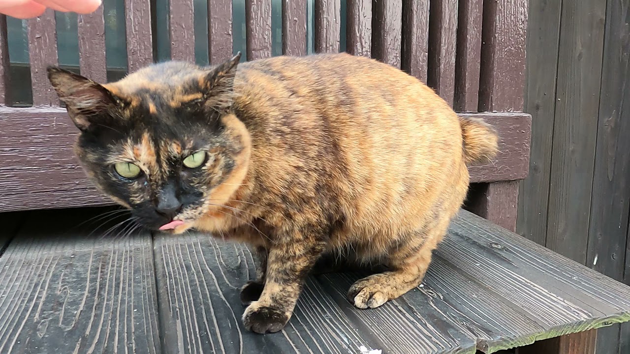 Cute tortoiseshell cat with a bobbed tail living in the old town in Japan