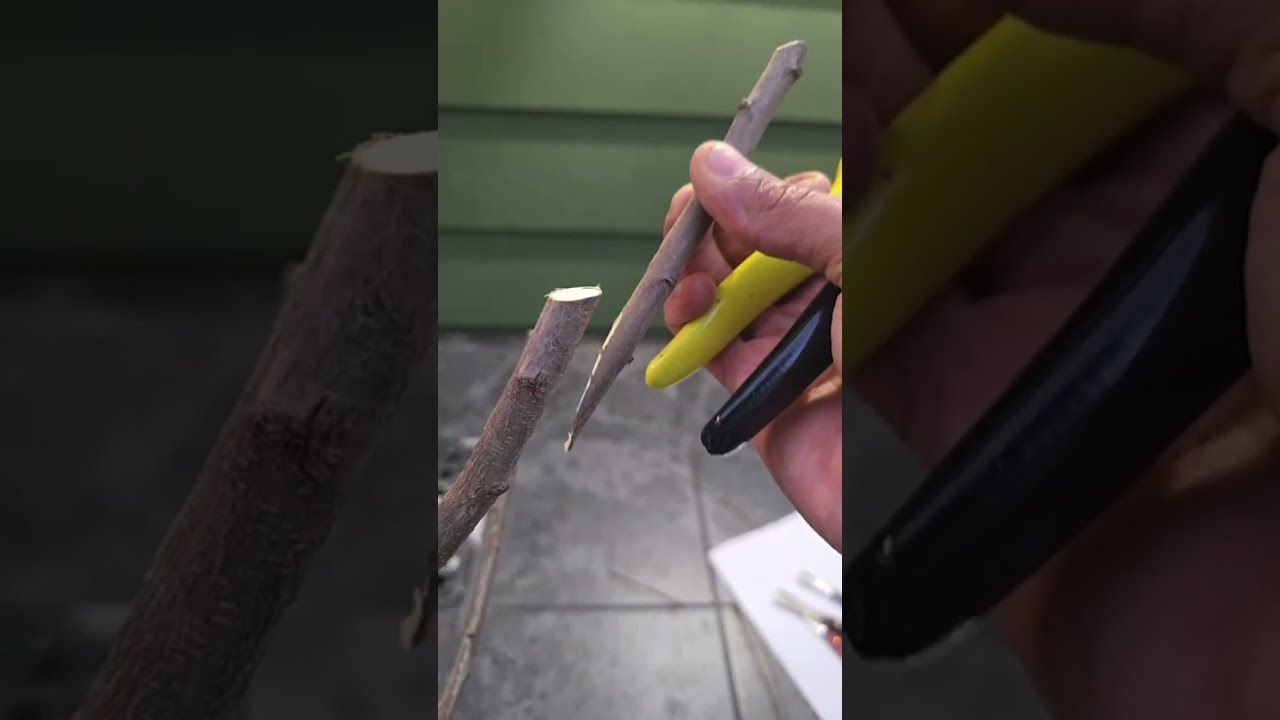 WHIP & TONGUE GRAFT DEMONSTRATION FLAVOR GRENADE on EMERALD DROP PLUOT