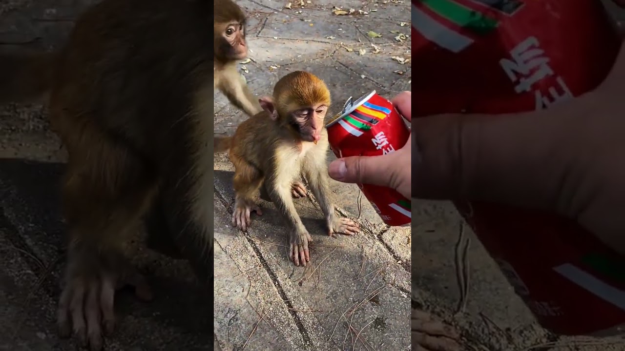 Rural Life of Monkeys power by @Animals-Life