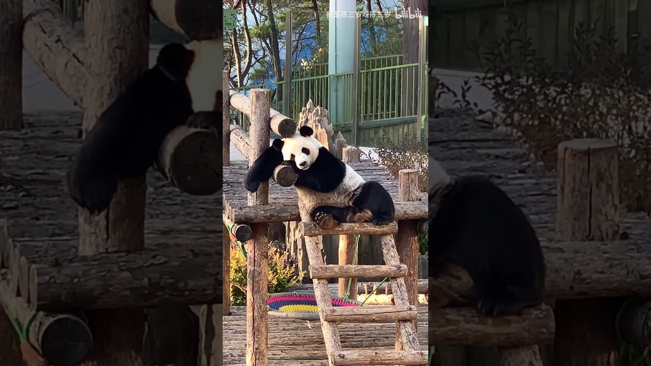 Panda Jin Hu-Fallen in love with a person that never returns home