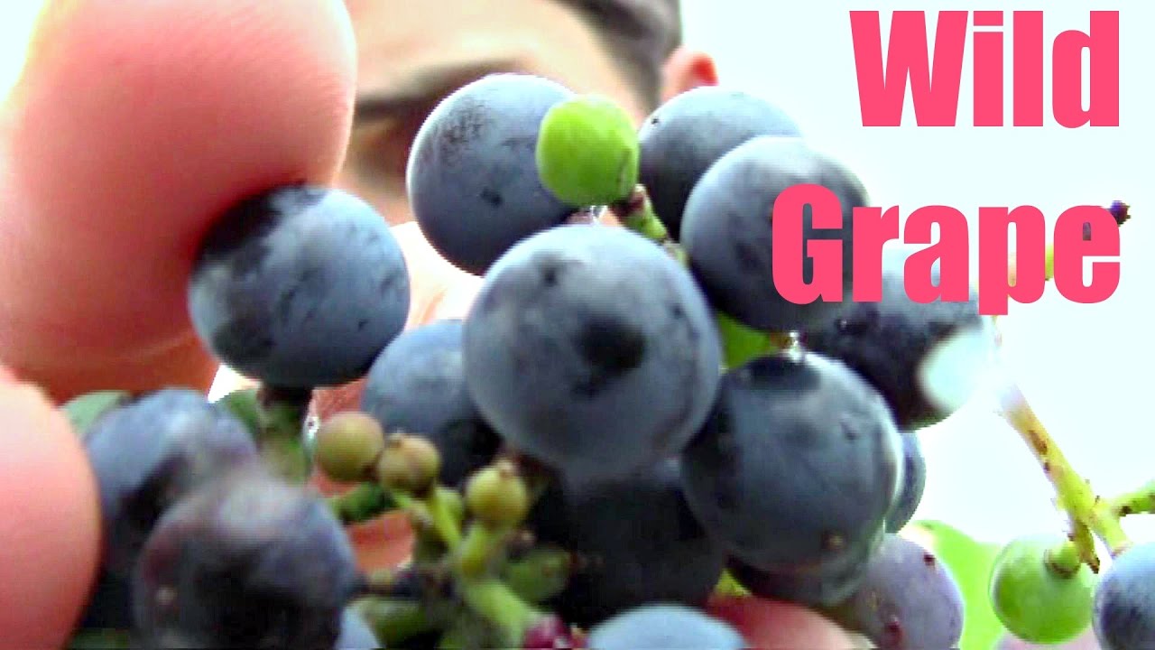 Wild Grape Review - Weird Fruit Explorer Ep 183