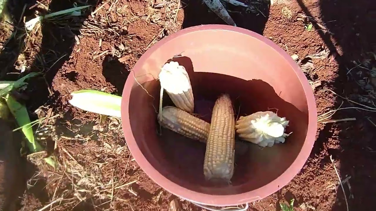 Dia de colheita, melancia, milho e mandioca