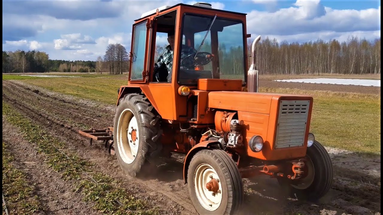 Pielenie truskawek Władymircem T25A🍓spulchnianie🚜sprężynowanie!!!
