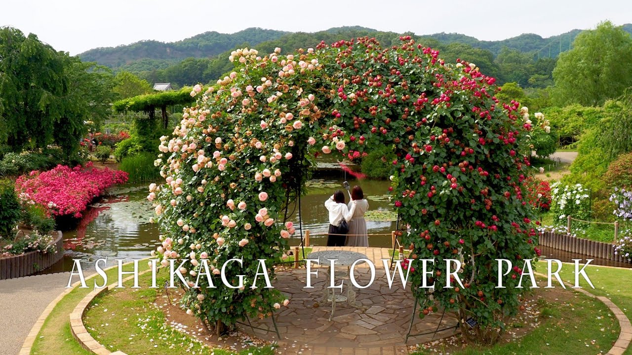 Rose Gardens of ASHIKAGA FLOWER PARK 2021. #4K #あしかがフラワーパーク