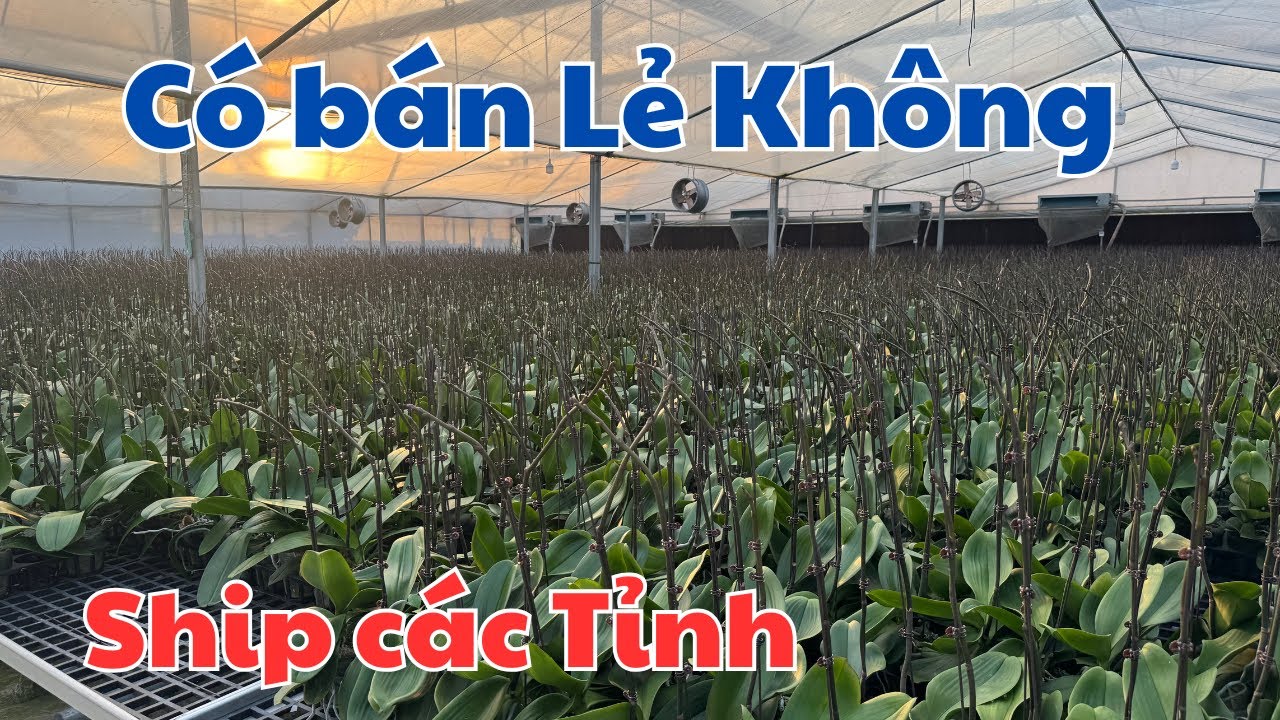 B&aacute;n sỉ lẻ hoa Lan Hồ Điệp số lượng lớn Gi&aacute; rẻ như cho