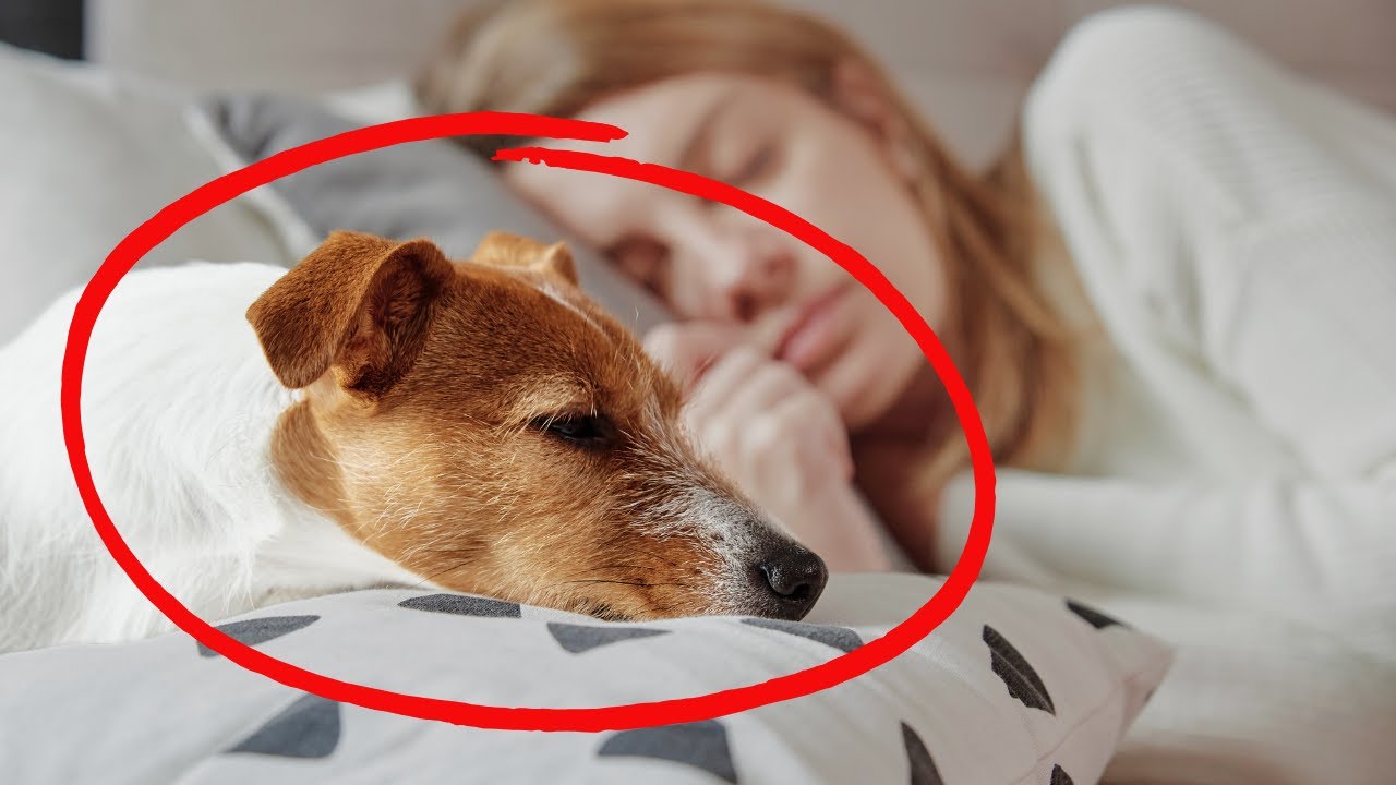 CHOQUANT : Pourquoi votre chien dort-il avec vous? – Ce que son endroit préféré révèle de votre lien