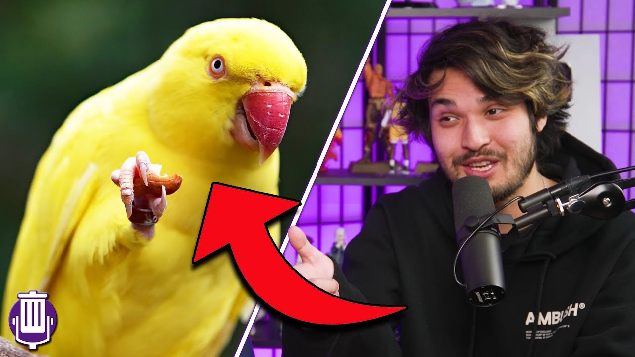 The Biggest Animal We Could Beat in a Fight