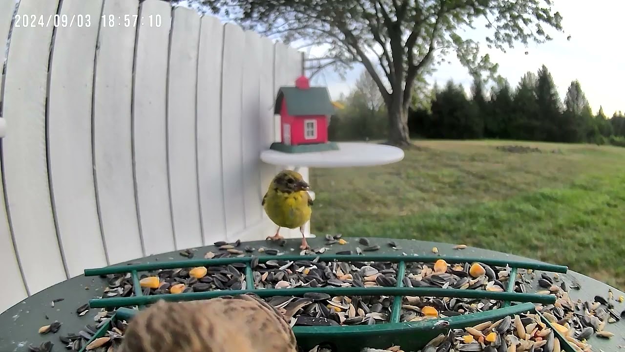 Birds.                 #UnBrokenFoundation #HealingPTSD #WatchingNature #Healingthroughnature 191