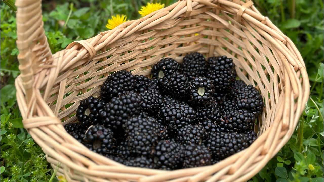 Prime Ark Freedom Thornless Blackberry First Harvest - Year 1 May 12, 2023