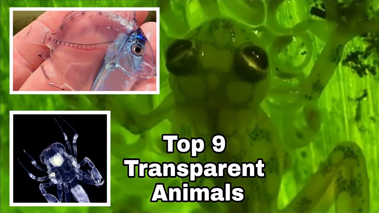 Top 9 Most Beautiful Transparent Animals on Earth whom We Never Knew Existed