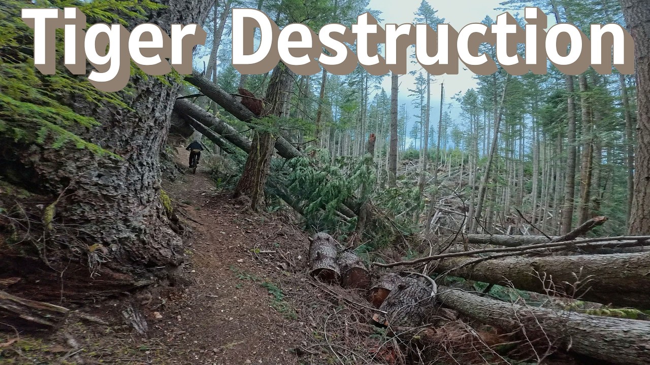 Tiger Mt. | Iverson, and more