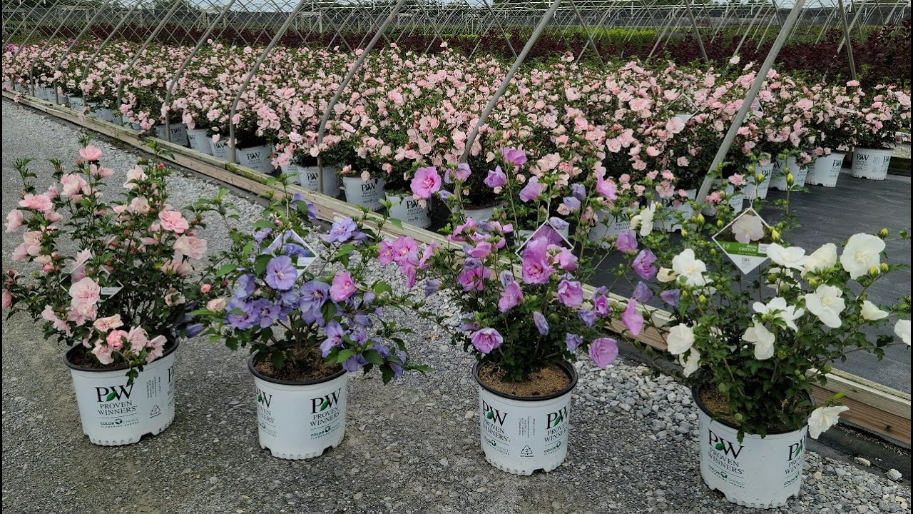 Hibiscus White, Lavender, Blue & Pink Chiffon // AMAZING👍 Rose Of Sharon Shrubs from Proven Winners®