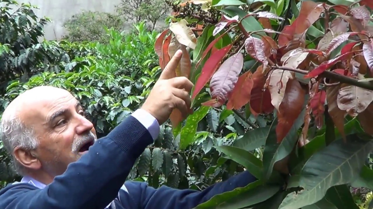 494 ) – PODA DE FRUTIFERA; MANEJO DA MANGUEIRA;USO DA CALDA BORDALESA E  DO CHORUME – SP SP.