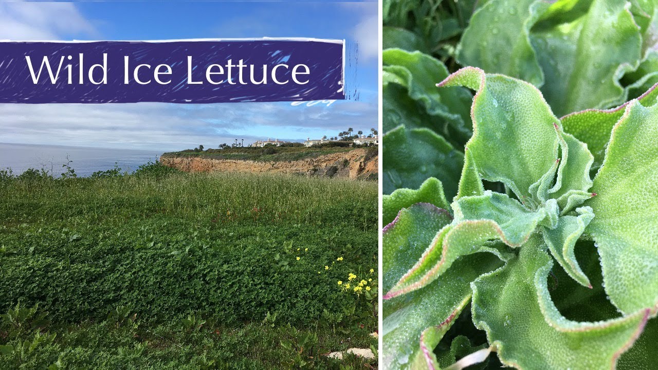 Ice Plant Wild Food