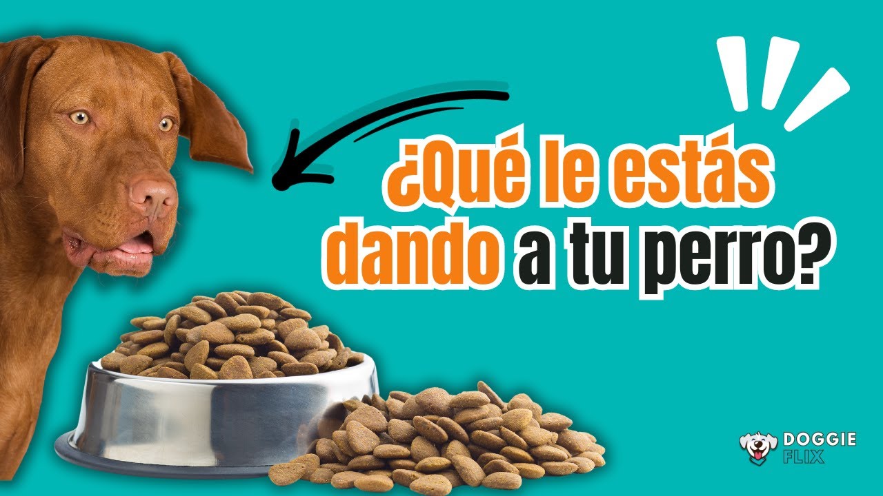 Cómo elegir las mejores croquetas para tu perro
