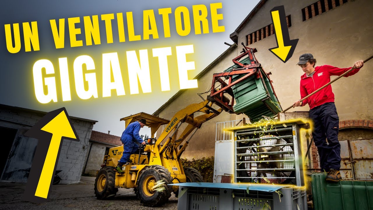 DEFOGLIATRICE ARTIGIANALE PER OLIVE | Raccolta Olive 2020 | Filips Country