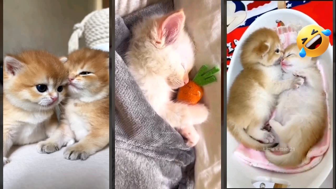 Funny Pets 🐱 kitten meowing call 😻 #FunnyCats Ep 8172