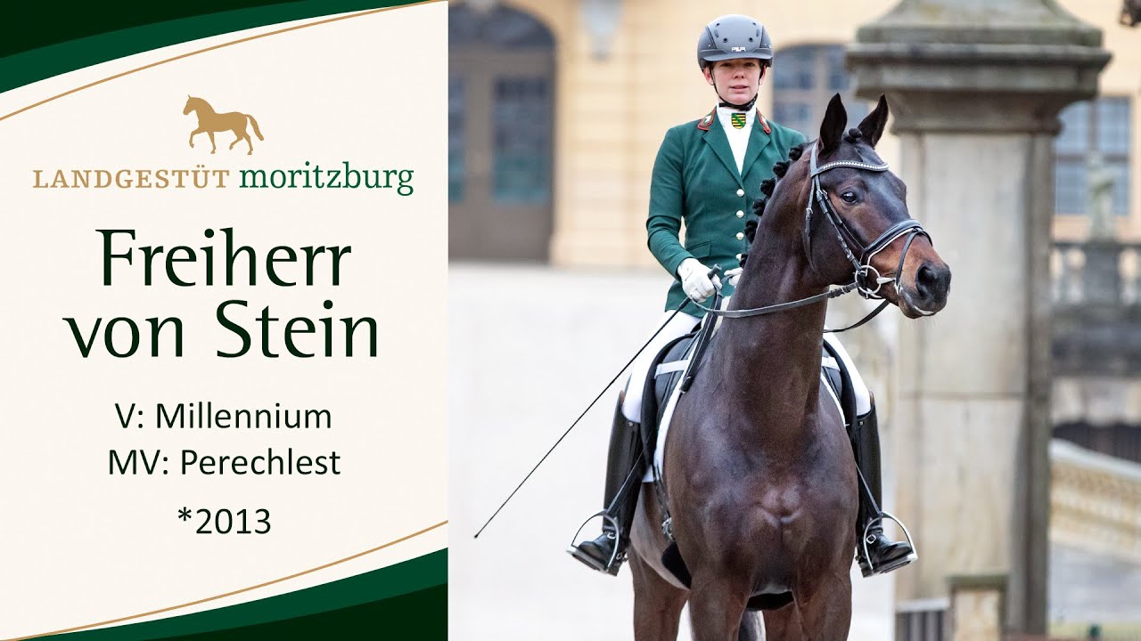FREIHERR VON STEIN v. Millennium - Perechlest