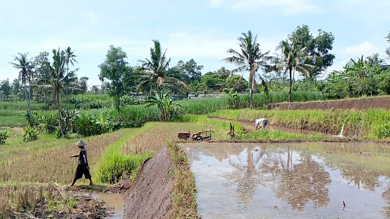 Yanmar tua siap njungkel,lahan lumayan es jeruk🙏😧😧