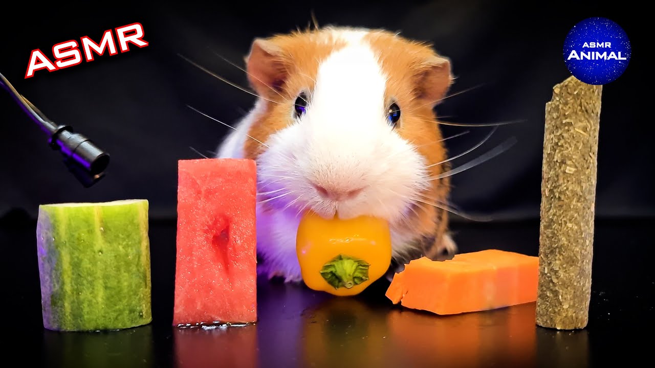 ASMR Mukbang Guinea Pig Eating Food 🐹