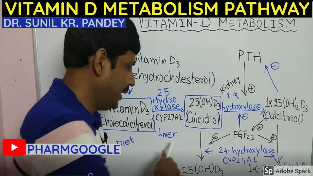 Vitamin D metabolism-updated information/ calcitriol formation from sun.