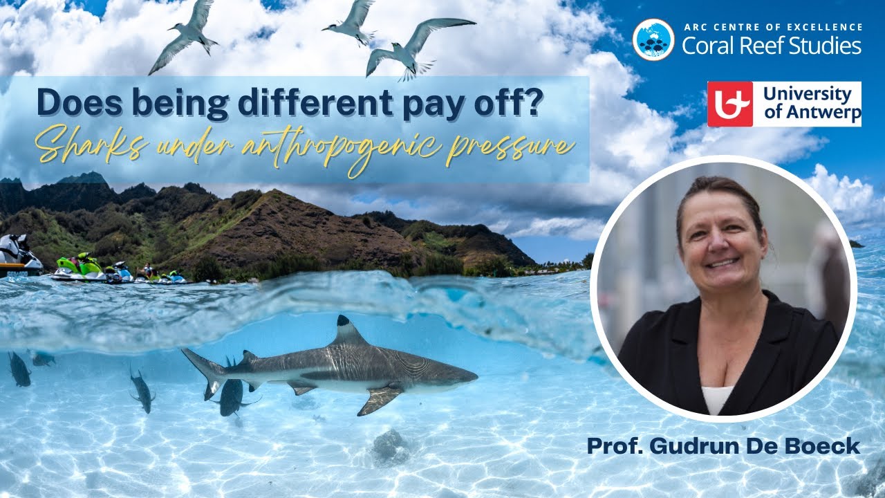 Sharks under anthropogenic pressure, a seminar by Prof. Gudrun De Boeck